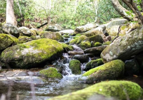 Prečo vám zvuky prírody pomáhajú relaxovať? Podložené vedeckým výskumom!